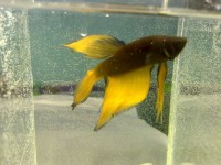 Betta splendens - Male